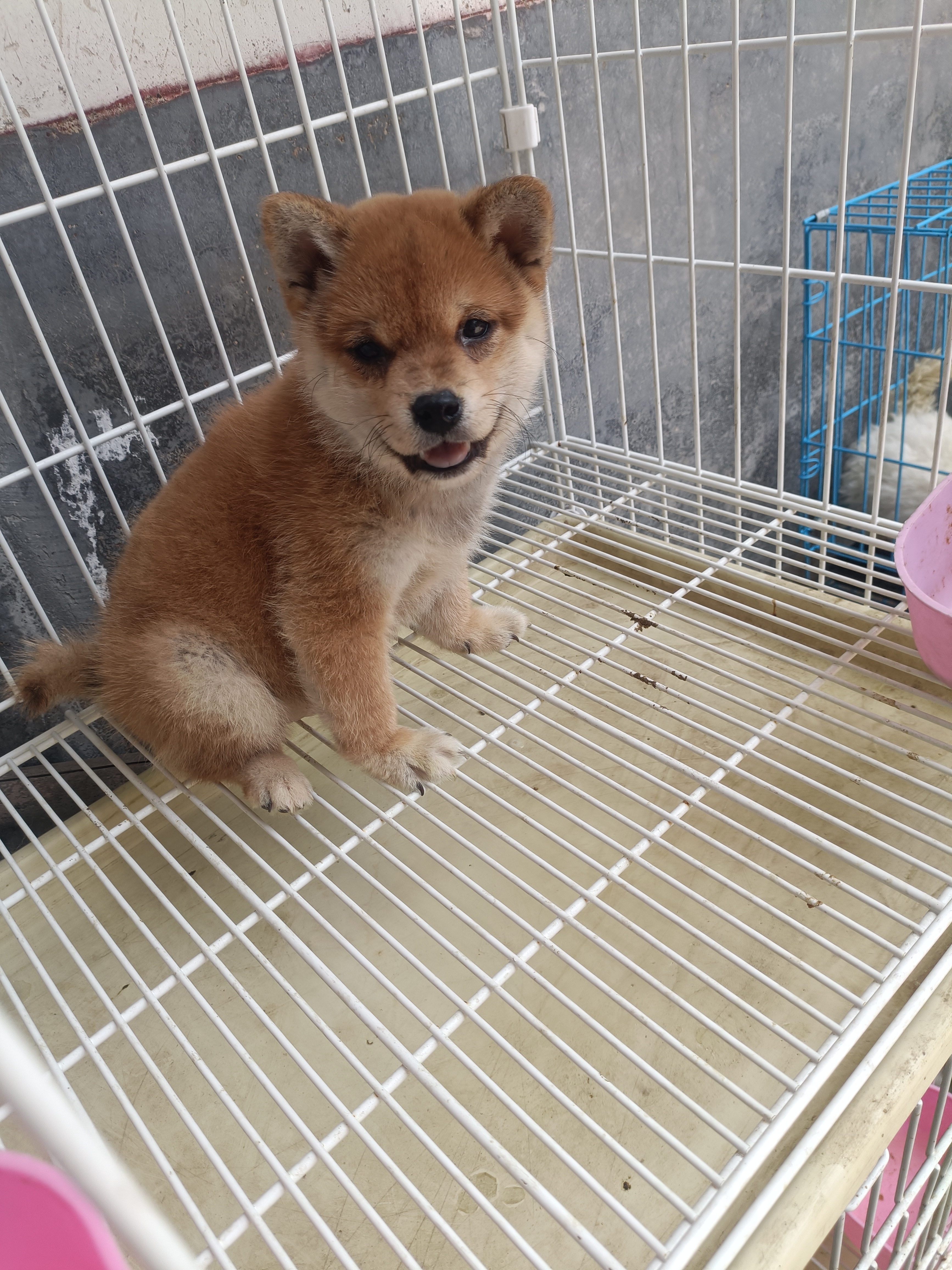 柴犬，有喜欢的，还可以优惠